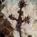 pipefish_ghost_ornate_c_gb_v_0143_kom0266.jpg